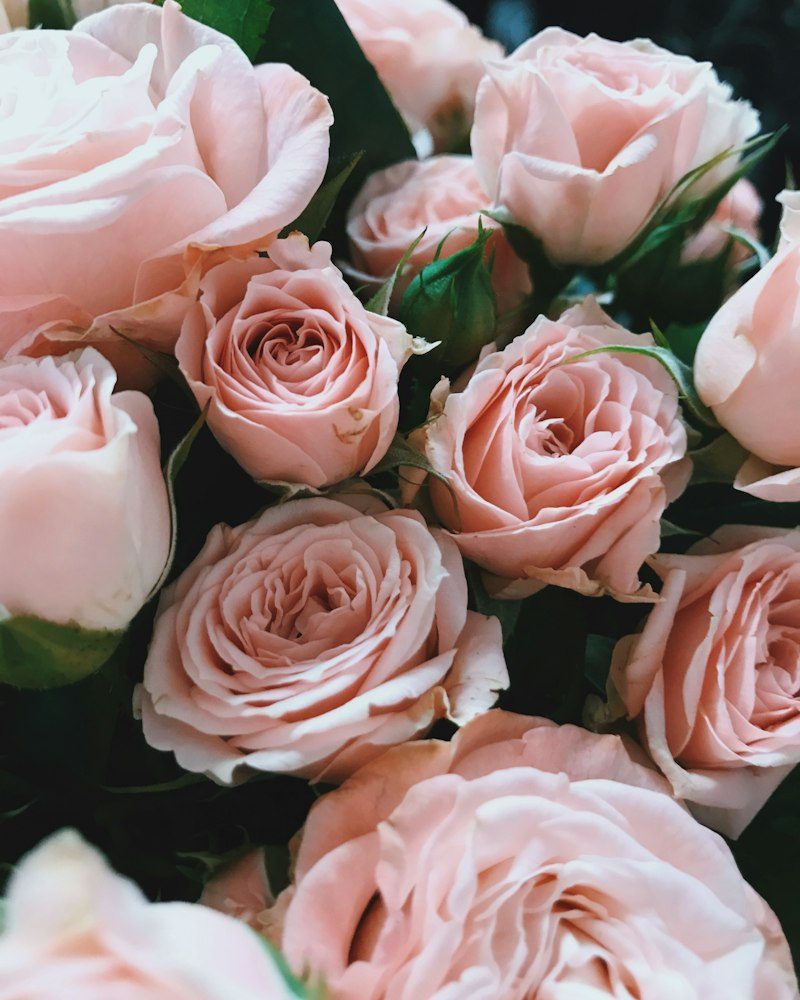 Love & Romance
