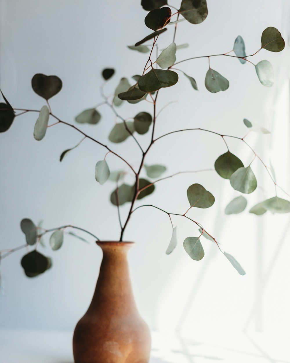 Greenhouse Stems